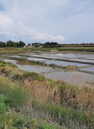 île de Ré3 île de Ré3